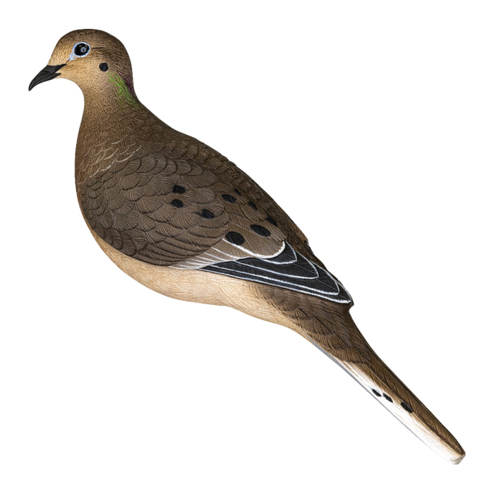 Avian-X AXP Full Body Dove Decoy, Pack of 6