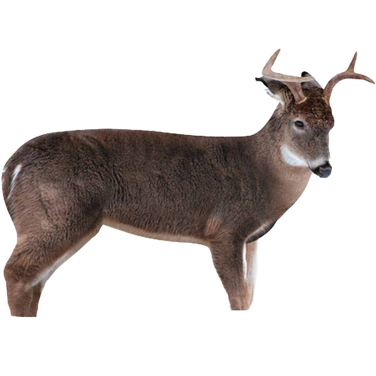 Montana Decoy The Freshman Deer Buck Decoy
