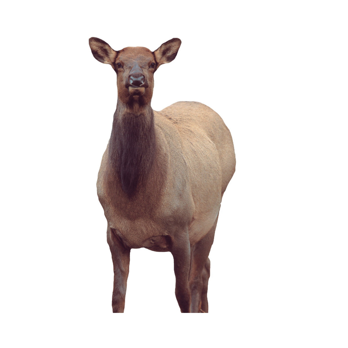 Montana Decoy Eichler Elk Cow Decoy
