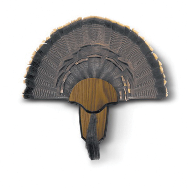 Hunter's Specialties Wild Turkey Tail and Beard Mounting Kit, Brown - HS-STR-00849